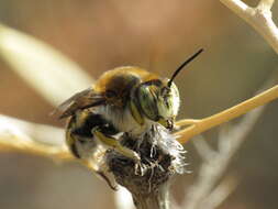 Imagem de Anthidium cingulatum Latreille 1809