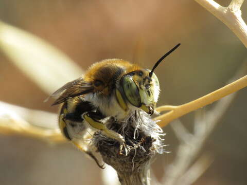 Image of Anthidium cingulatum Latreille 1809