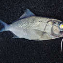 Image of Busakhin&#39;s beardfish