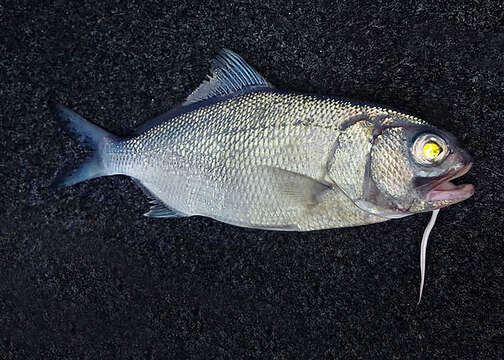 Image of Busakhin&#39;s beardfish