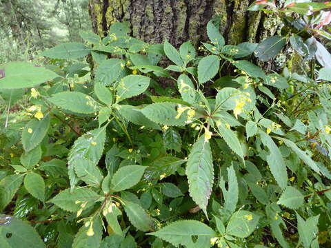 Image of Impatiens racemosa DC.