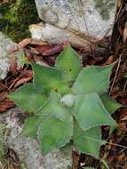 Image of Agave bovicornuta Gentry