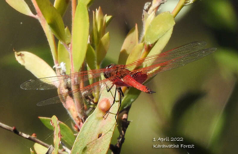 Imagem de Tramea eurybia Selys 1878