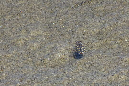 Image of Cicindela (Cicindelidia) carthagena Dejean 1831