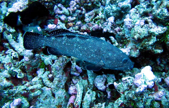 Image of Surge grouper