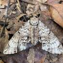 Image of Psilogramma jordana Bethune-Baker 1905