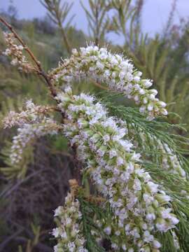 Image of Tamarix meyeri Boiss.