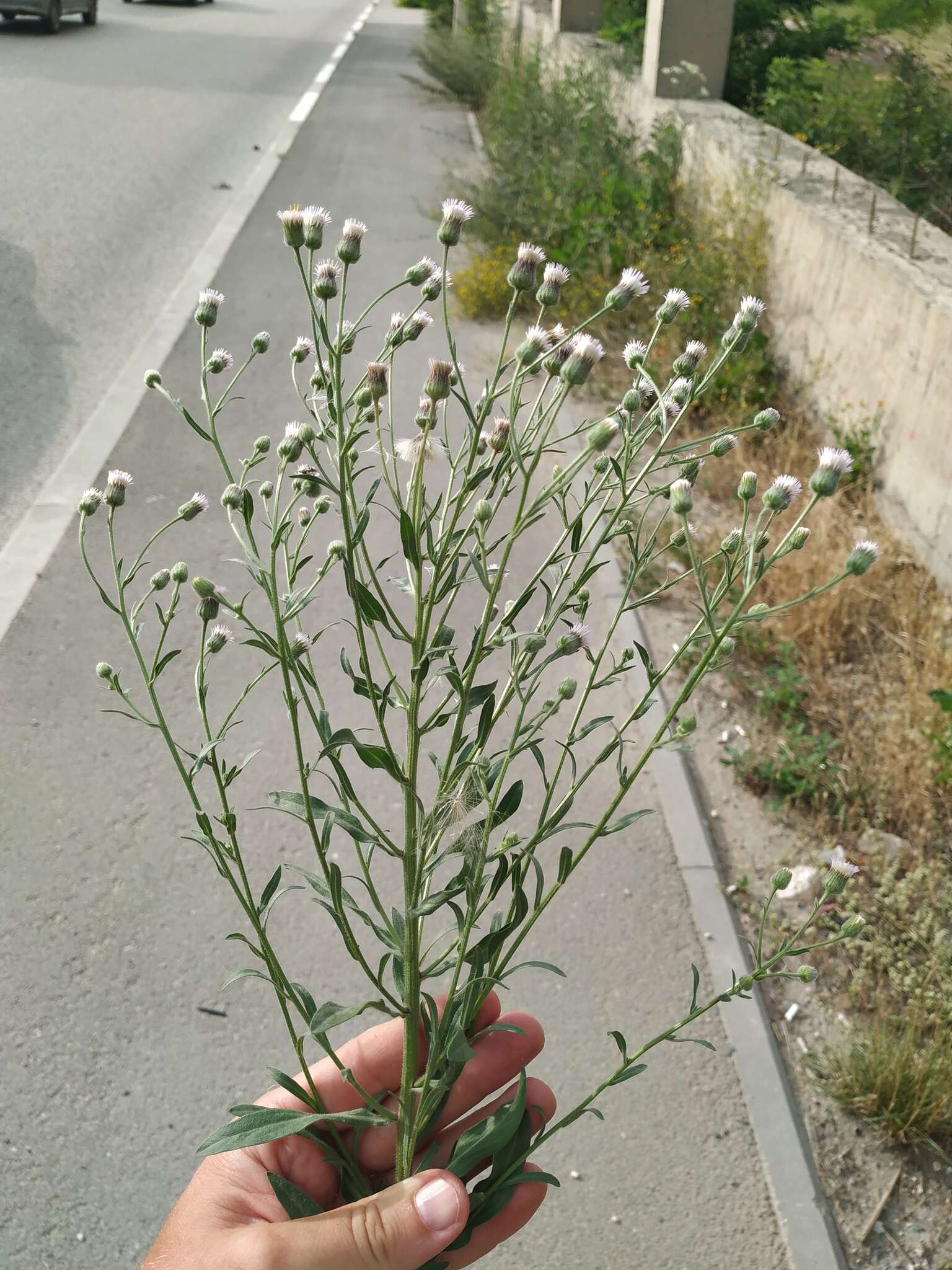 Plancia ëd Erigeron acris subsp. podolicus (Bess.) Nym.