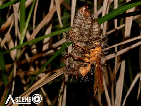 Image of Ophiocordyceps humbertii (C. P. Robin) G. H. Sung, J. M. Sung, Hywel-Jones & Spatafora 2007