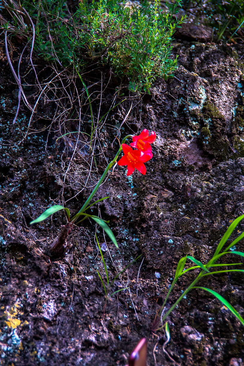 Слика од Cyrtanthus sanguineus (Lindl.) Walp.