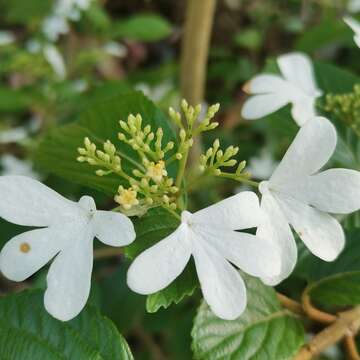 Image of Viburnum hanceanum Maxim.