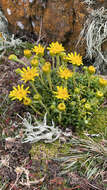 Image of Senecio littoralis Gaud.