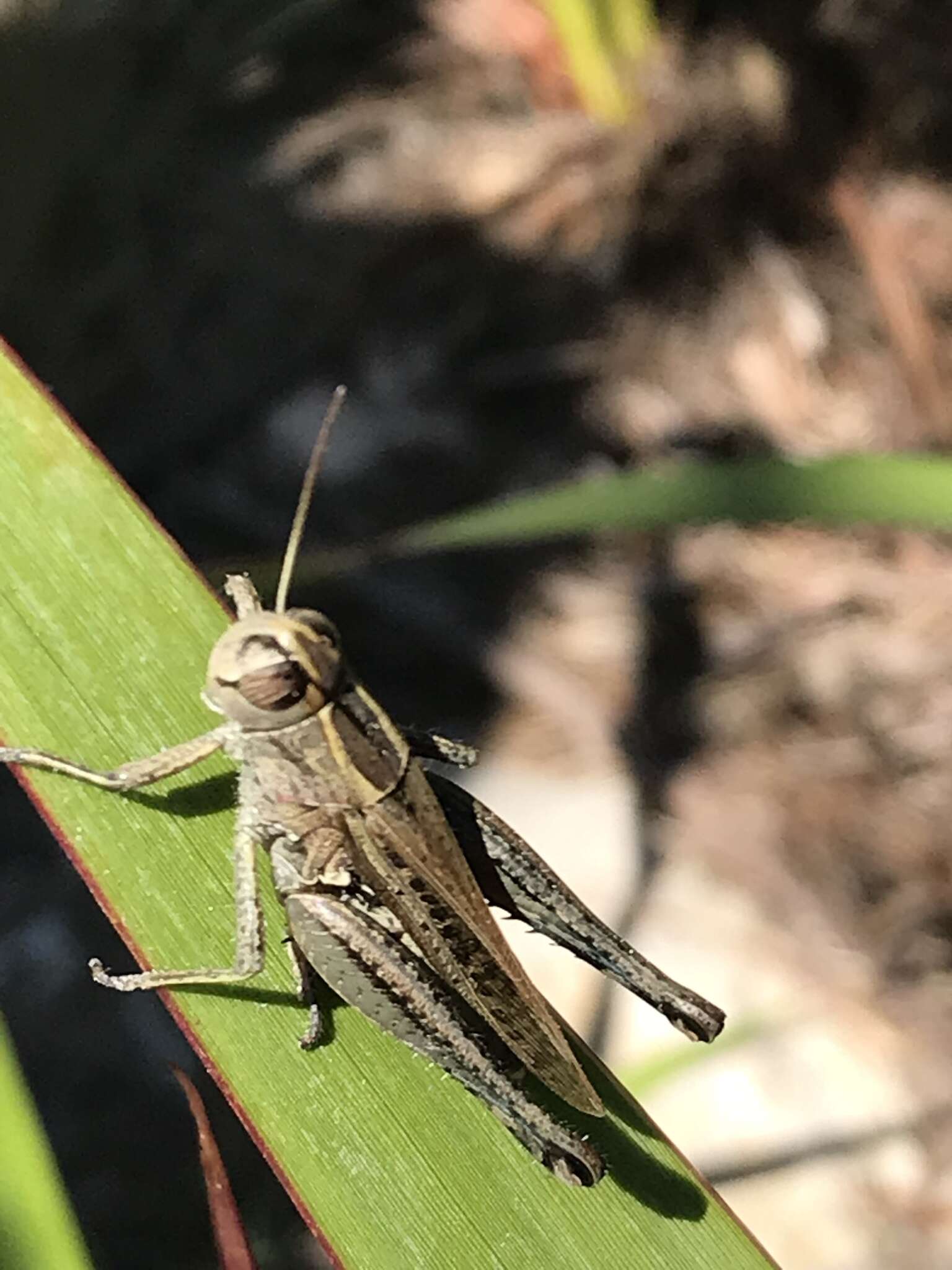 Eyprepocnemis plorans meridionalis Uvarov 1921 resmi