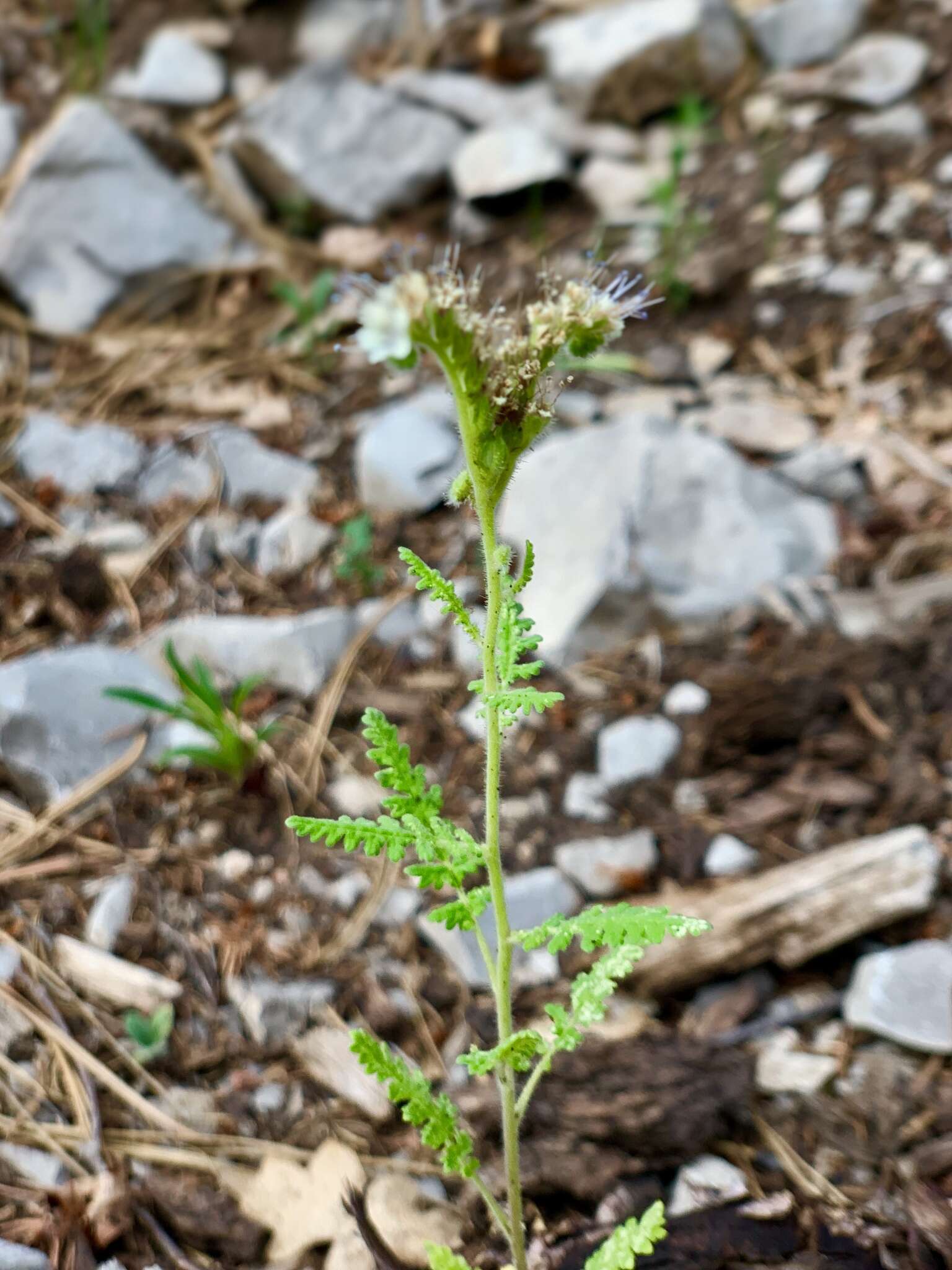 Phacelia alba Rydb. resmi