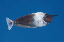 Image of Brown Unicornfish