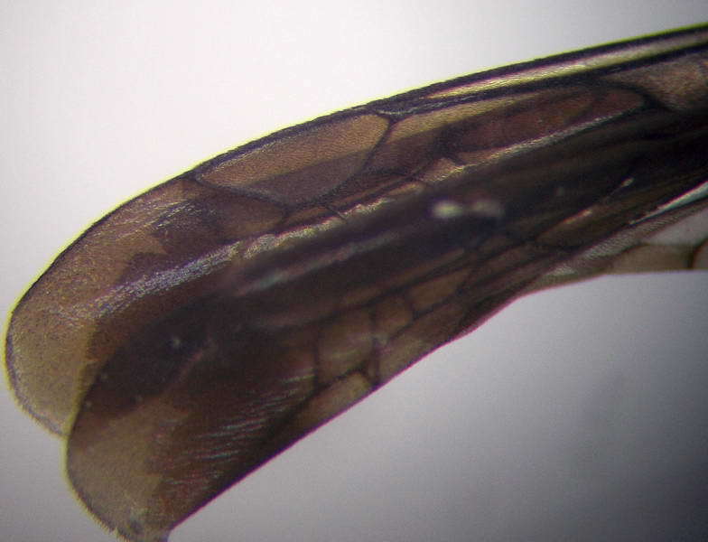 Image of Aporinellus moestus (Klug 1834)