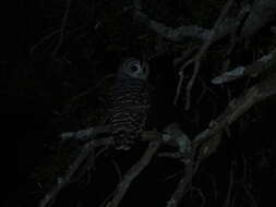 Image of Chaco Owl