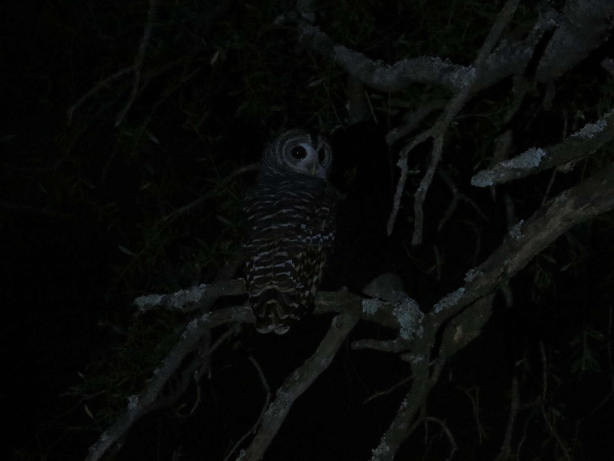 Image of Chaco Owl