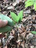 Polygonatum pubescens (Willd.) Pursh resmi