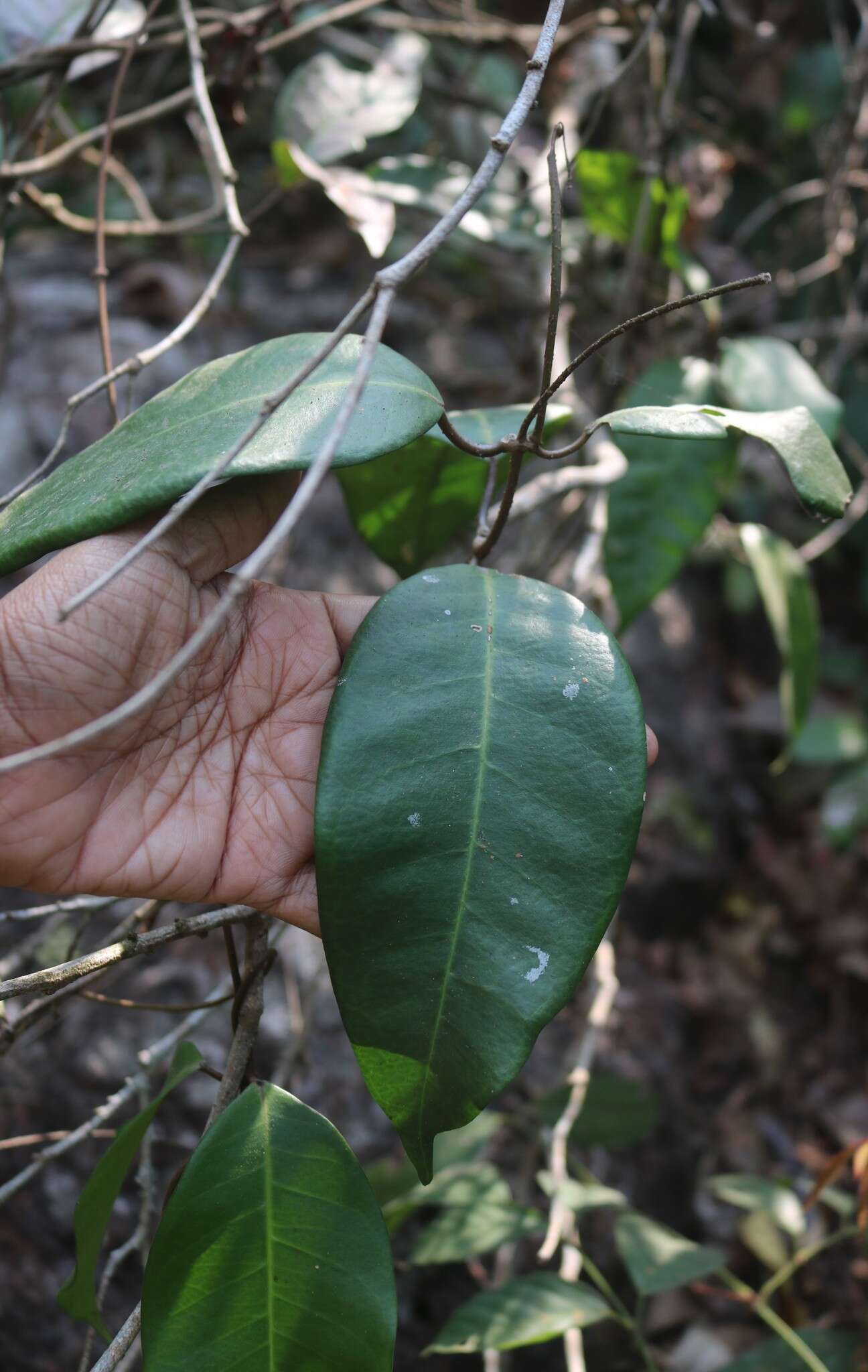 Image of Genianthus laurifolius (Roxb.) Hook. fil.