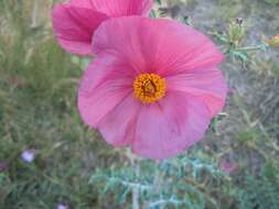 Image of red pricklypoppy