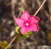 Image of Catharanthus ovalis Markgr.