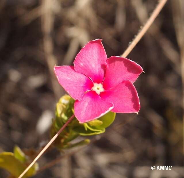 Image of Catharanthus ovalis Markgr.