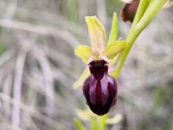 Image of Ophrys sphegodes subsp. passionis (Sennen) Sanz & Nuet
