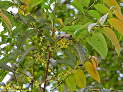 Слика од Phyllanthus meghalayensis Chakrab. & N. P. Balakr.