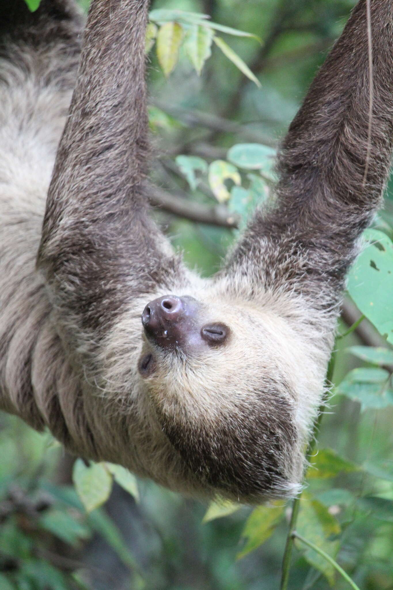 Image of two-toed sloths