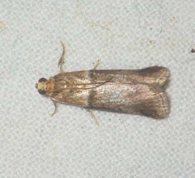 Image of Acrobasis tumidana Schiffermüller 1775