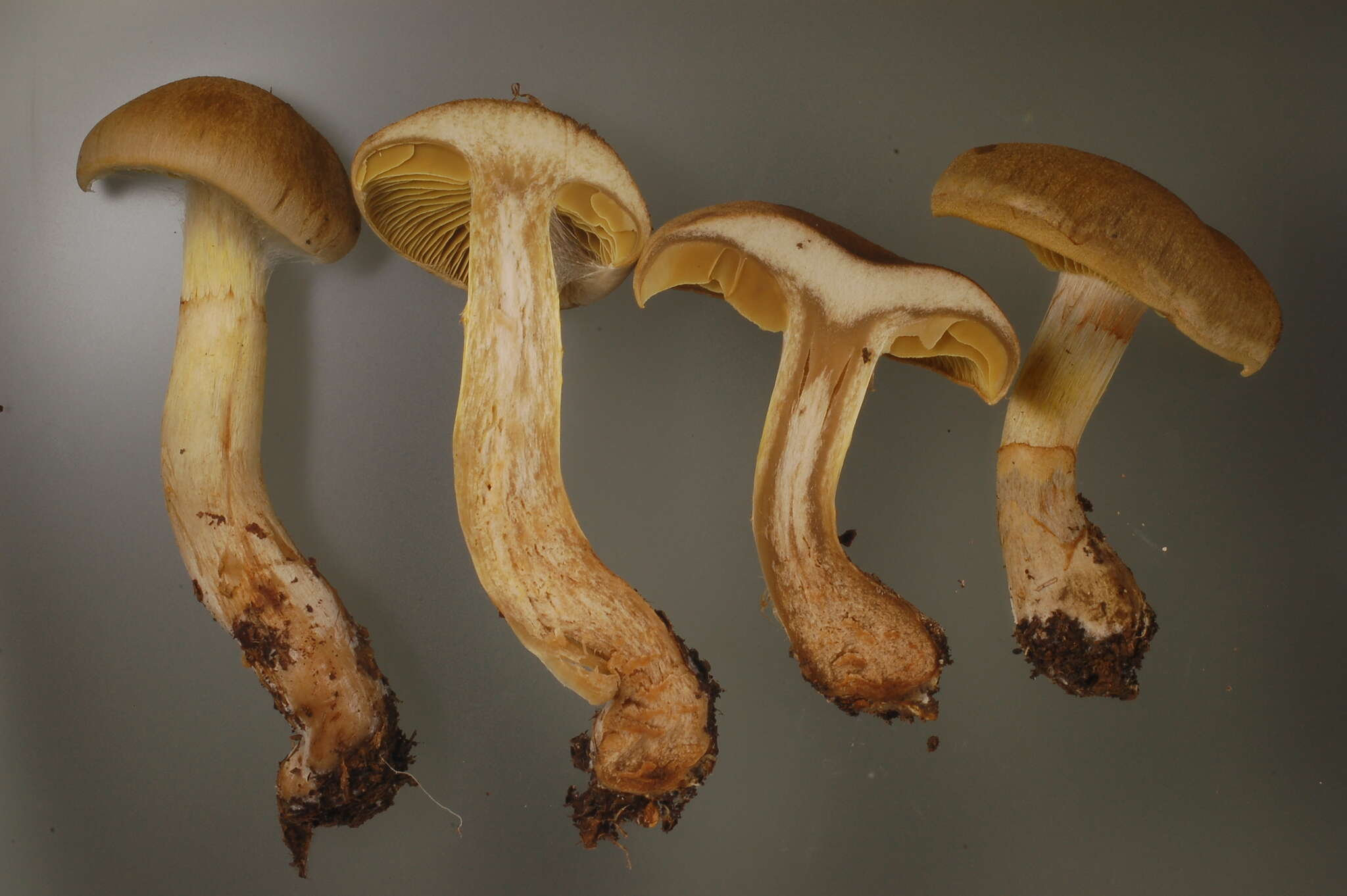 Слика од Cortinarius cotoneus Fr. 1838