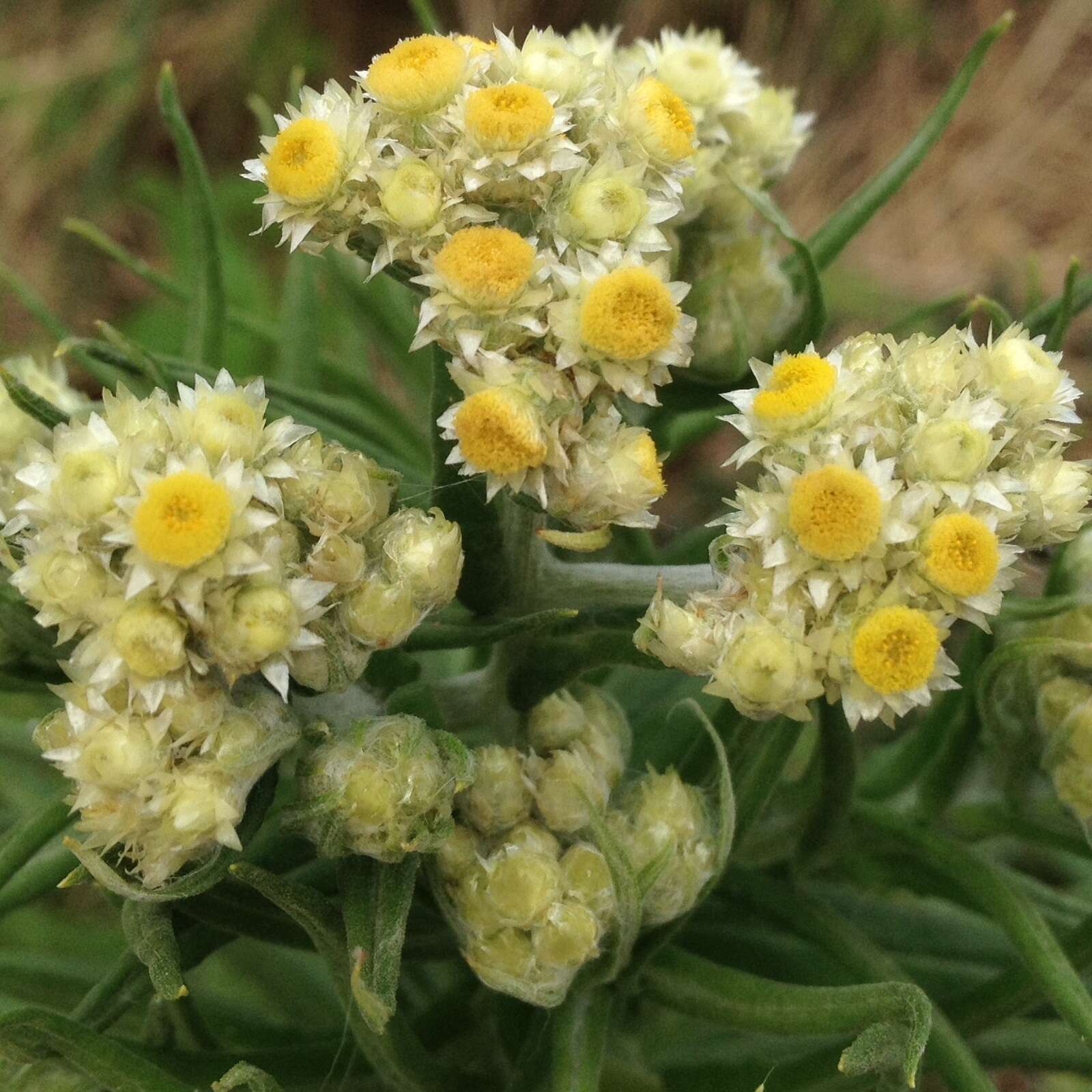 Image of winged cudweed