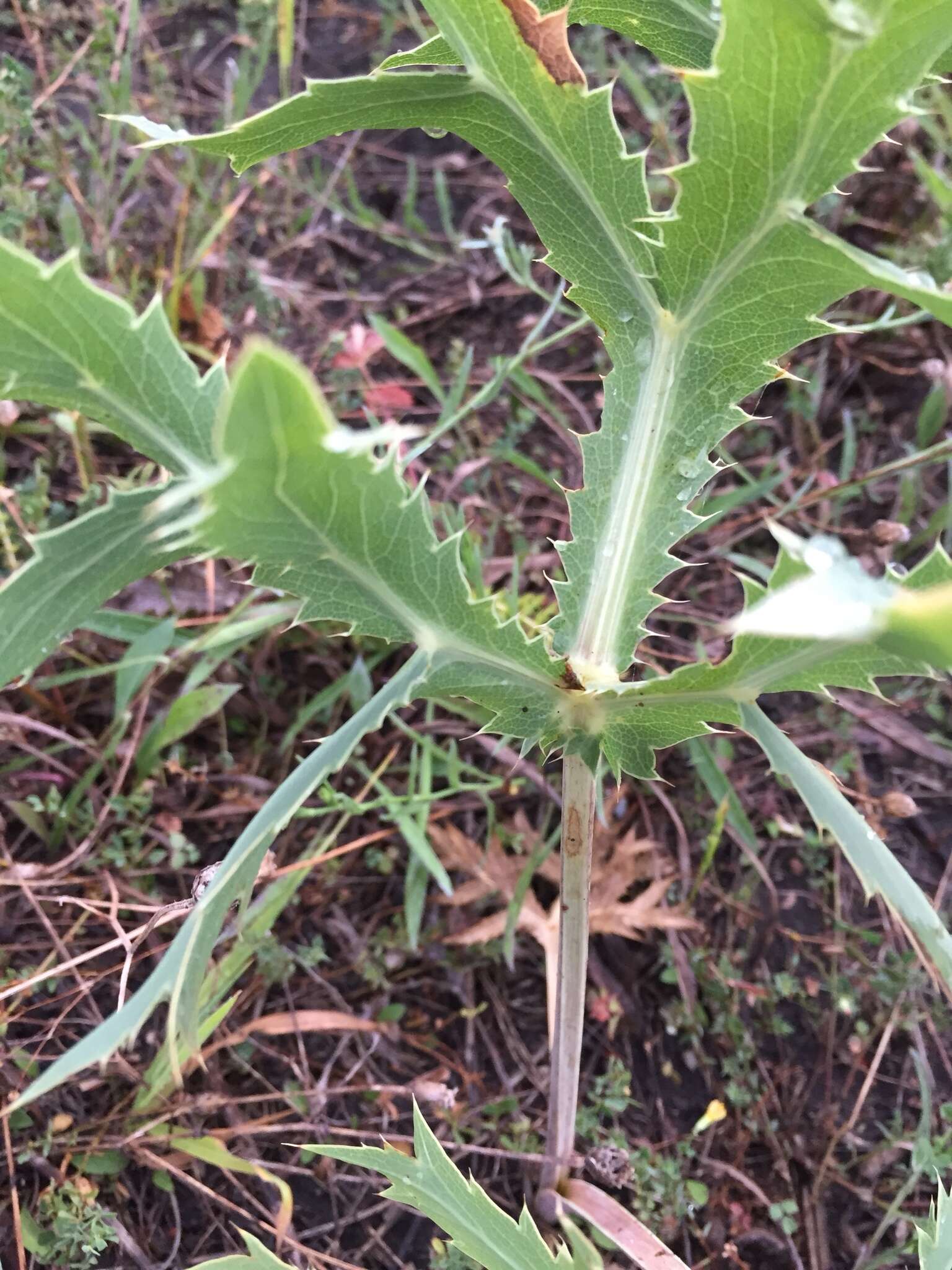 Image of field eryngo