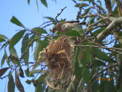 صورة Ramsayornis Mathews 1912