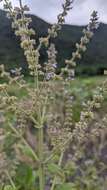 Image of Salvia plebeia R. Br.