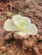 Image of Aeonium diplocyclum (Webb ex Bolle) T. H. M. Mes