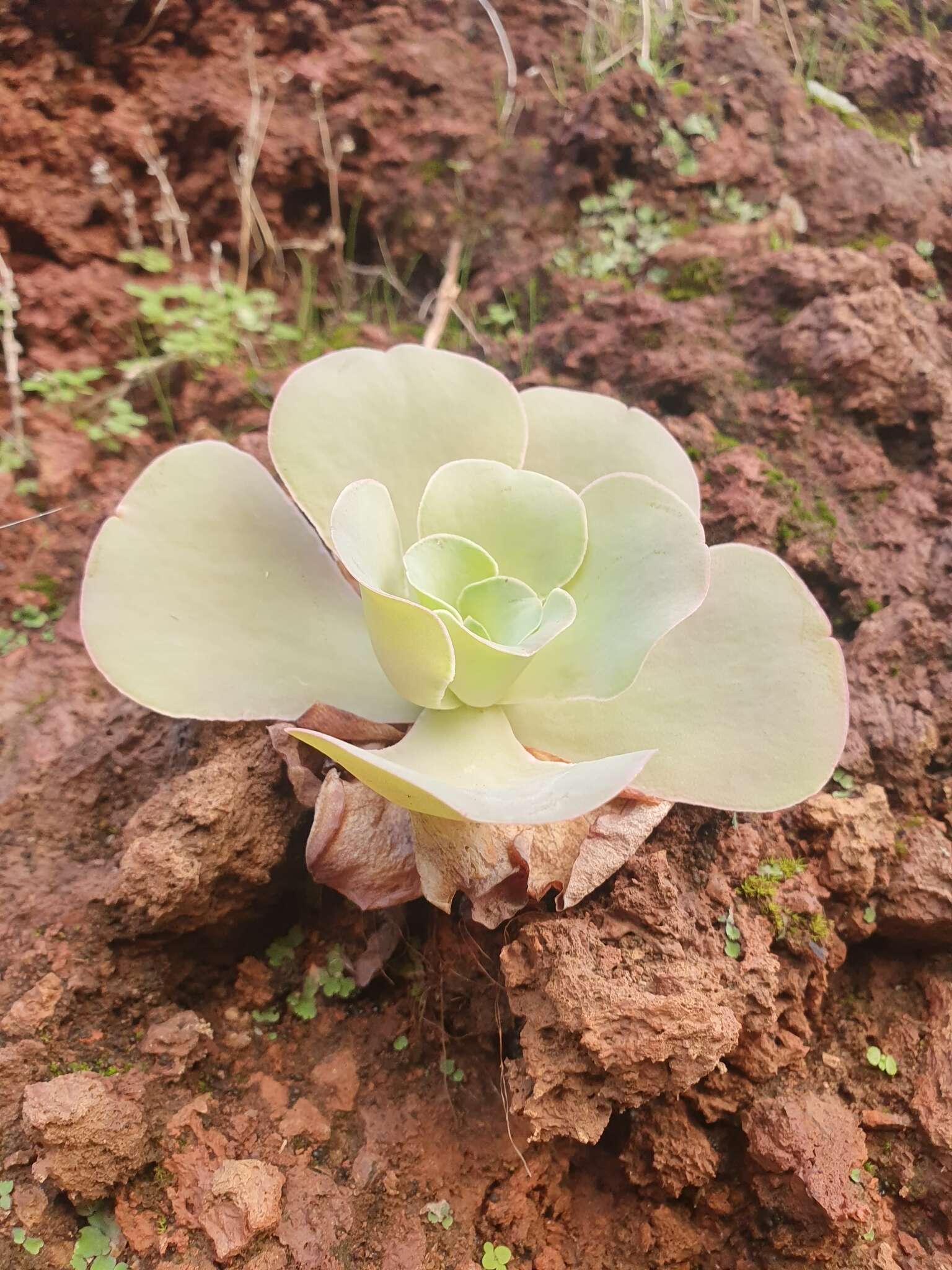 Aeonium diplocyclum (Webb ex Bolle) T. H. M. Mes resmi