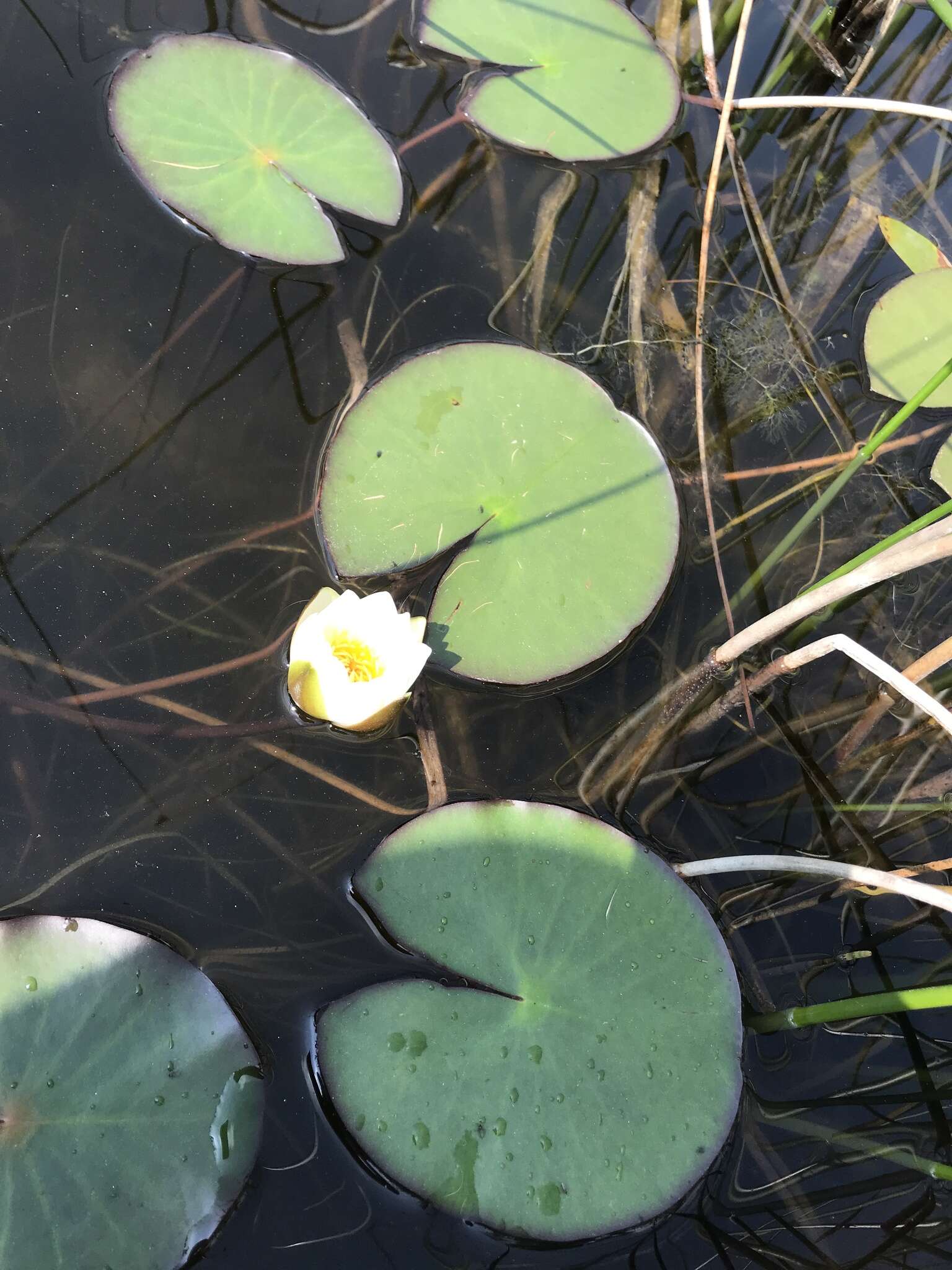 Image of Pygmy Water-Lily