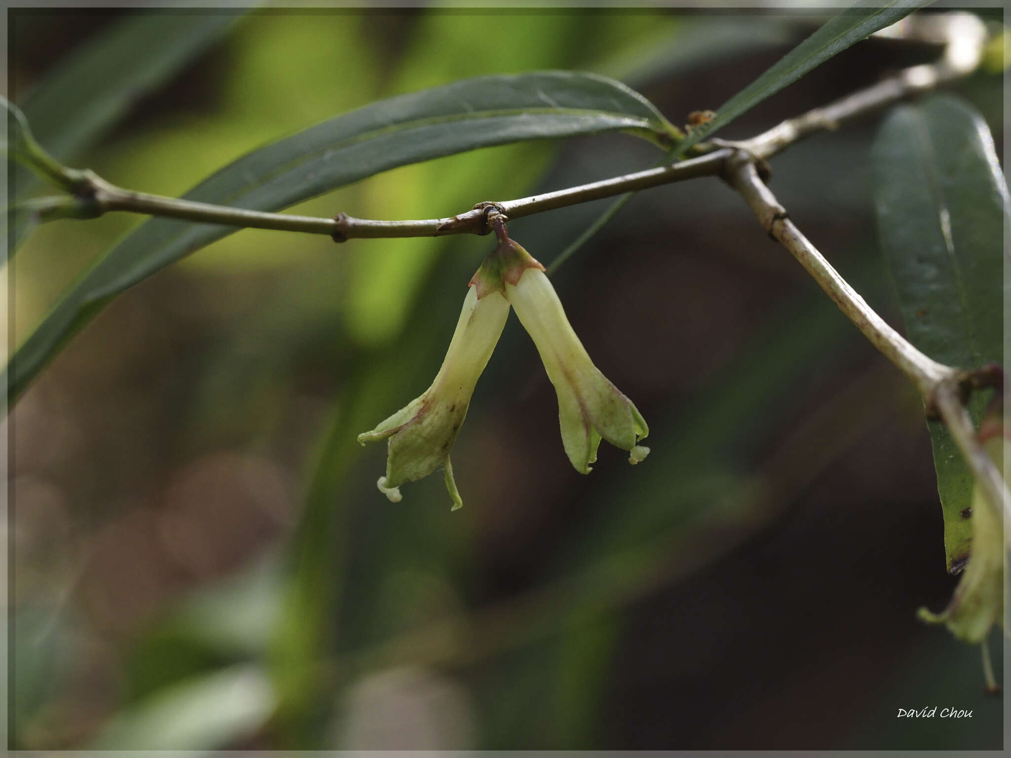 Image of Damnacanthus angustifolius Hayata