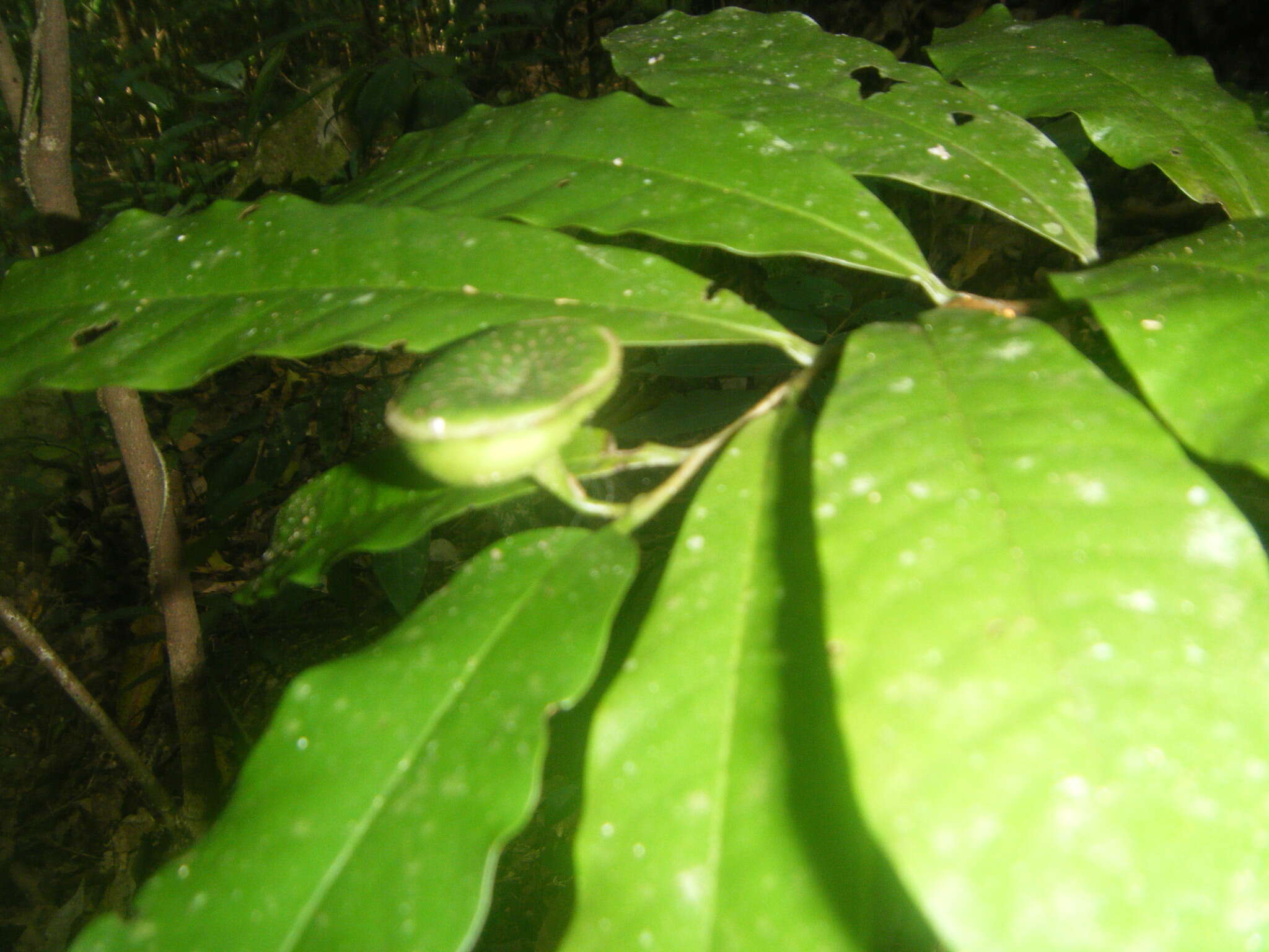 Image of Eupomatia barbata Jessup