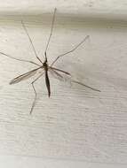 Image of Marsh crane fly