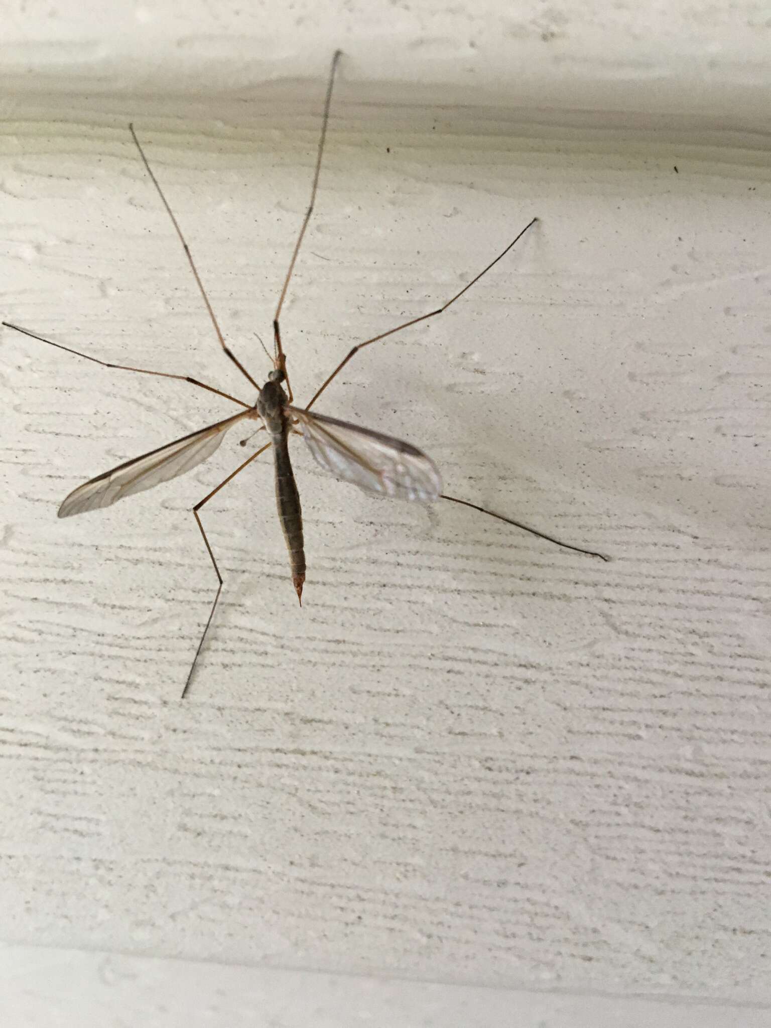 Image of Marsh crane fly