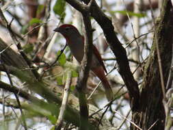 Image of Rose-throated Tanager