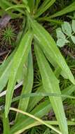 Image of mock dandelion