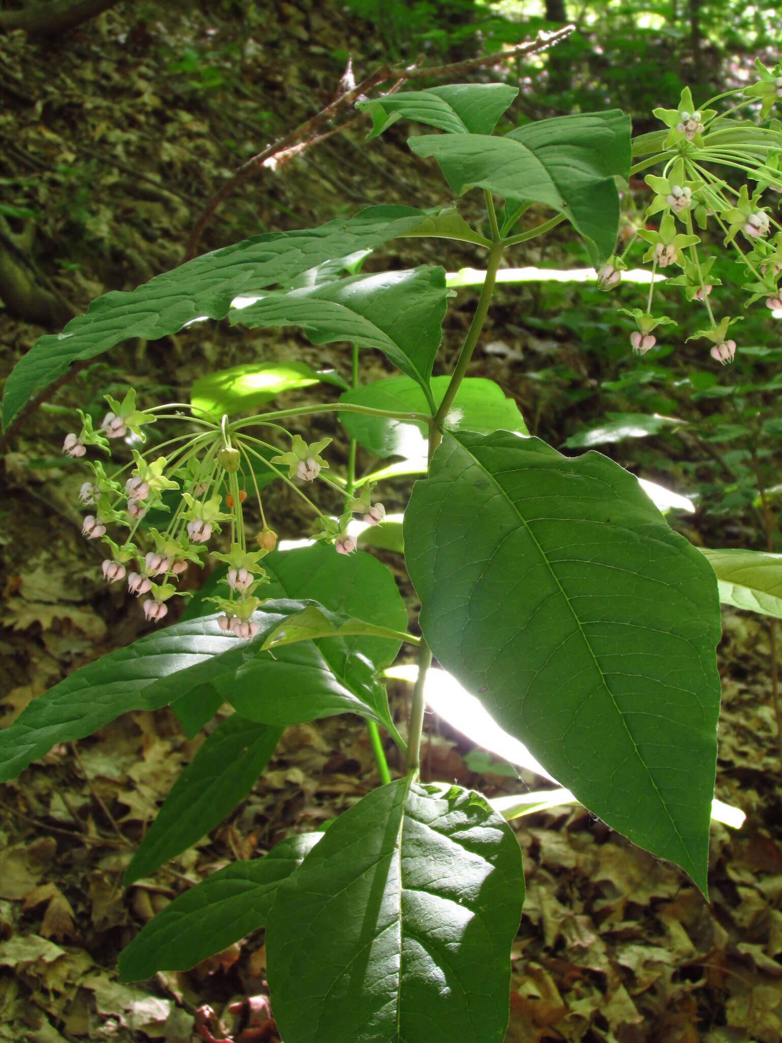 Слика од Asclepias exaltata L.