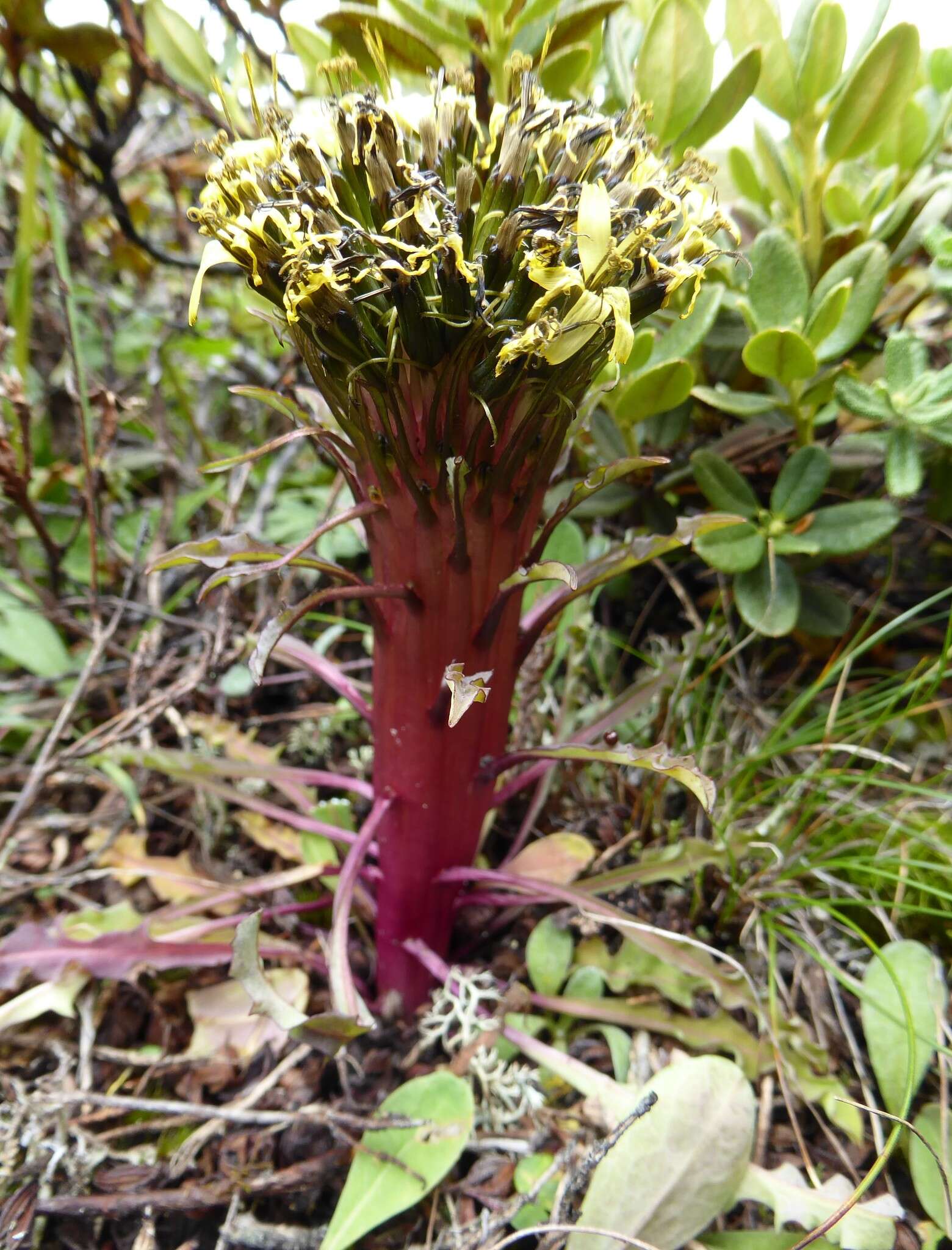 Слика од Soroseris erysimoides (Hand.-Mazz.) C. Shih