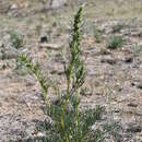 Image of Artemisia bargusinensis Spreng.