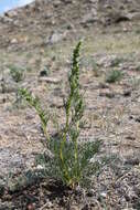 Image of Artemisia bargusinensis Spreng.