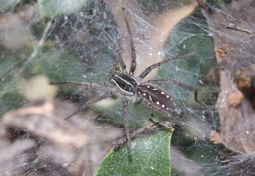 Image of Sosippus californicus Simon 1898